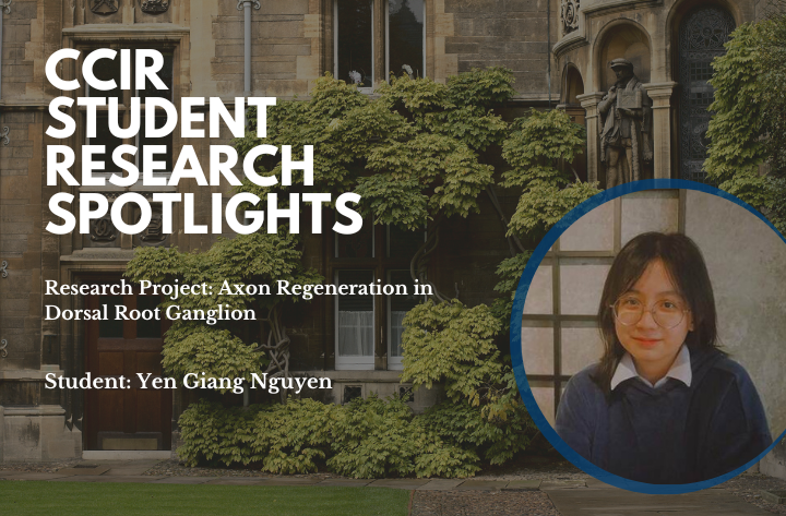 High School Student Researcher Yen on Exploring the Cutting-edge of Regenerative Neurobiology - CCIR