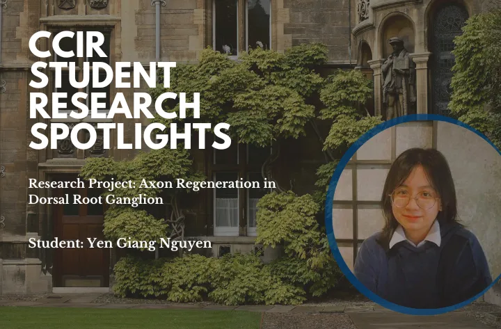 High School Student Researcher Yen on Exploring the Cutting-edge of Regenerative Neurobiology - CCIR